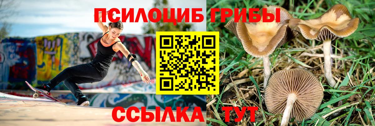 Псилоцибиновые грибы Cubensis Нижний Новгород